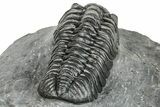 Phacopid (Adrisiops) Trilobite - Jbel Oudriss, Morocco #251655-3